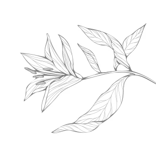 بک گراند